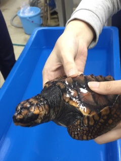 �E�~�K���̎q���I