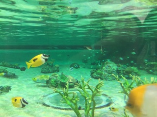 (*'��'*)�������ȁI