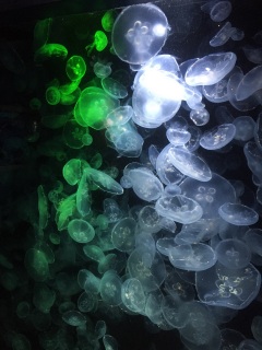 �N���Q�`�`