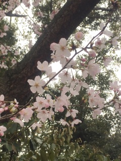 �ӂ�ӂ킳����