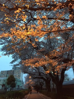 �X���̃I�����W�����ꂢ