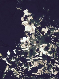 ��������ꂢ��