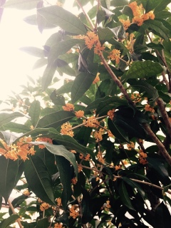 �L�����N�Z�C�̋G��